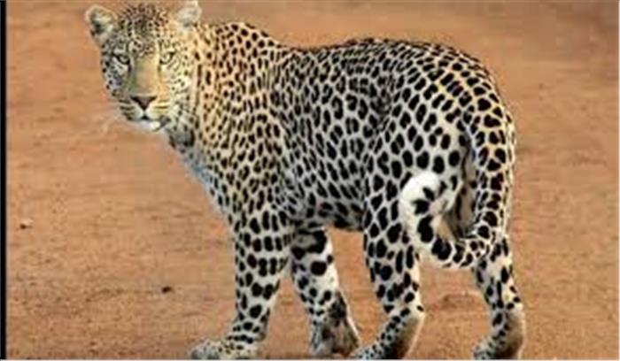 मध्यप्रदेश : ग्रामीणों के लिए खतरा बने दो तेंदुए गिरफ्त में आये