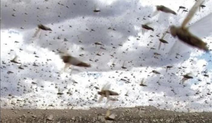 मप्र के बड़े हिस्से में टिड्डी दल का फसलों पर हमला