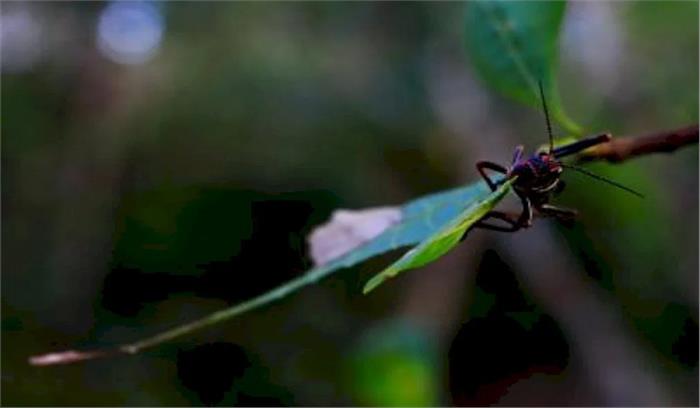 मप्र के कई हिस्सों में टिड्डी दल पर काबू पाने के प्रयास जारी