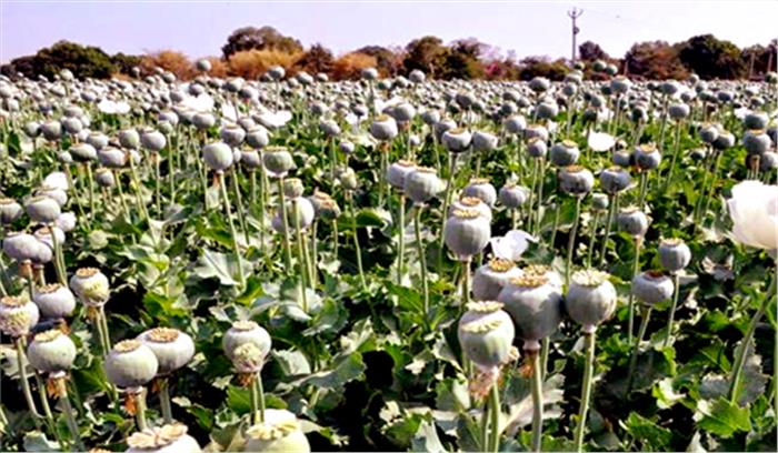 मध्यप्रदेश: एक किसान के खेत से दस हजार अफीम के पौधे जब्त