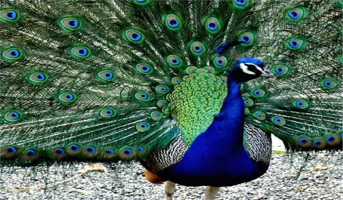 पानी की कमी सें छह राष्ट्रीय पक्षी मोर की मृत्यु