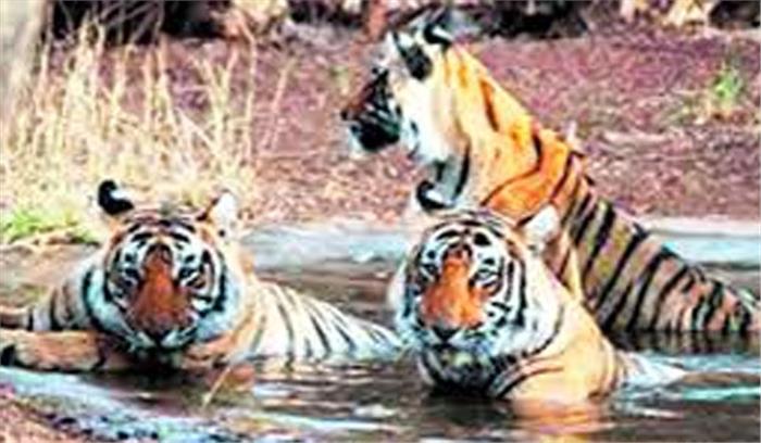 मंदिर के पास बने अतिक्रमण को हटाया गया मंदिर के पास बने अतिक्रमण को हटाया गया