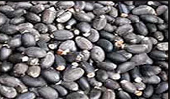 रतनजोत के बीज खाने के कारण बच्चे हुए बीमार रतनजोत के बीज खाने के कारण बच्चे हुए बीमार