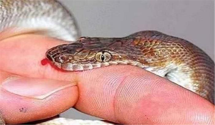 मध्य प्रदेश :सर्पदंश से किसान की मौत