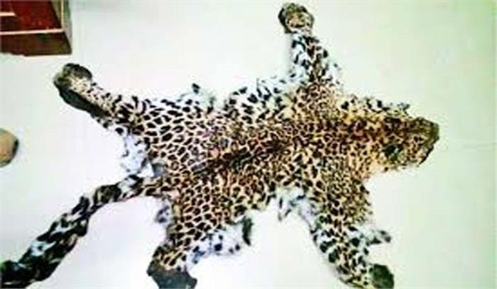 नरसिहपुर जिले में अज्ञात वाहन की टक्कर से तेंदुए की मौत