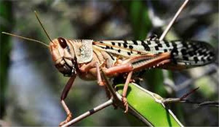 श्योपुर में घुसी टिड्डियों ने पेड़ पौधों को क्षति पहुंचाई