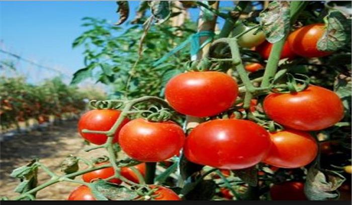 कम दाम की वजह से किसान टमाटर की फसल फेंकने को मजबूर