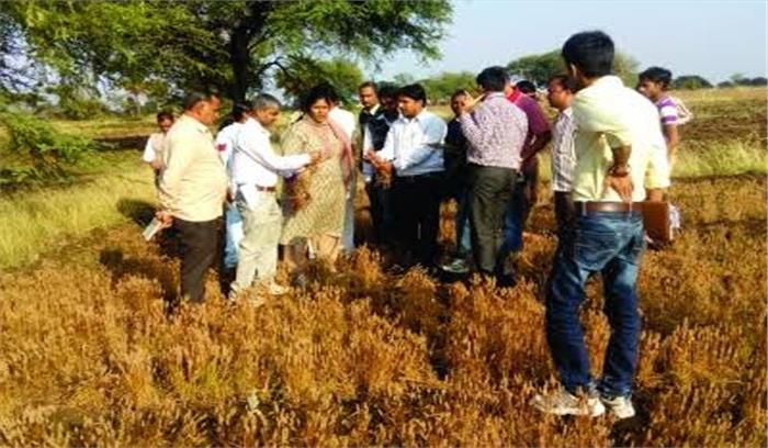 कलेक्टर ने किया ओले से प्रभावित खेतों का निरीक्षण