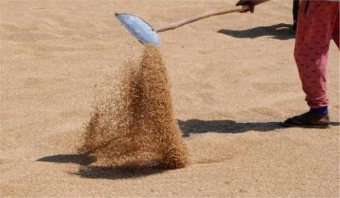 मुरैना जिले में 4 हजार 4 सौ 75 कृषकों से गेहूं खरीदी