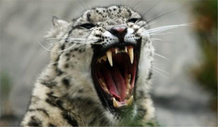 महाराष्ट्र में तेंदुए ने ली 9 महीने के बच्चे की जान