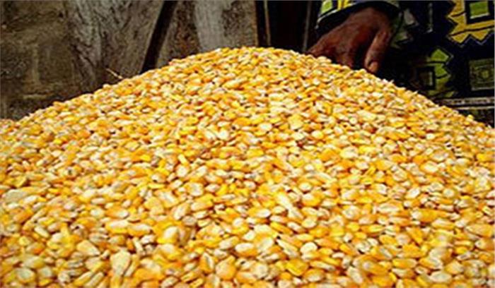 प्रदेश में पहली बार की जाएगी समर्थन मूल्य पर मक्का की खरीदी