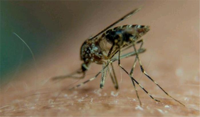 मलेरिया, डेंगू और चिकनगुनिया के मामलों में बढ़ोत्तरी दर्ज