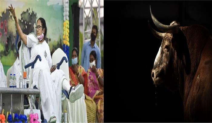 जब ममता बनर्जी के राड शो के बीच गुस्सैल सांड ने मचाया हुड़दंग...