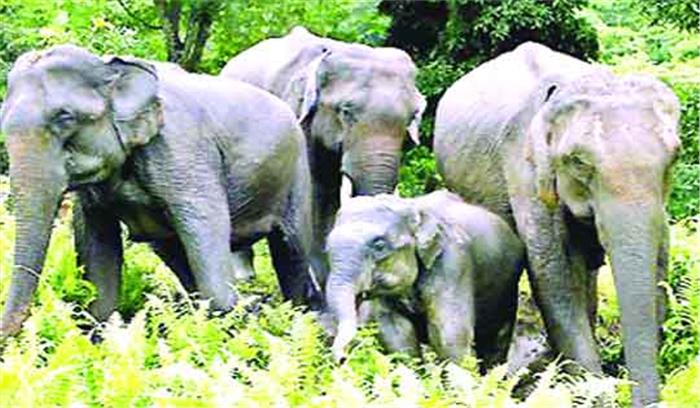 हाथियों ने युवक को कुचला,मौत