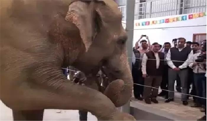 मथुरा में खुला हाथियों के लिए देश का पहला अस्पताल