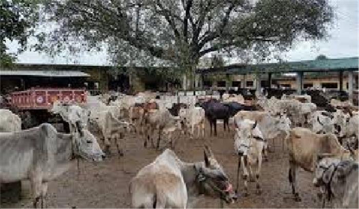 मायुमं नैला जांजगीर ने की गौशाला में गौ सेवा