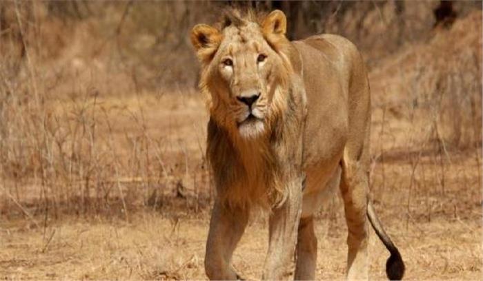 बूचड़खाने बंद होने के कारण सफारी पार्क के शेरों पर संकट