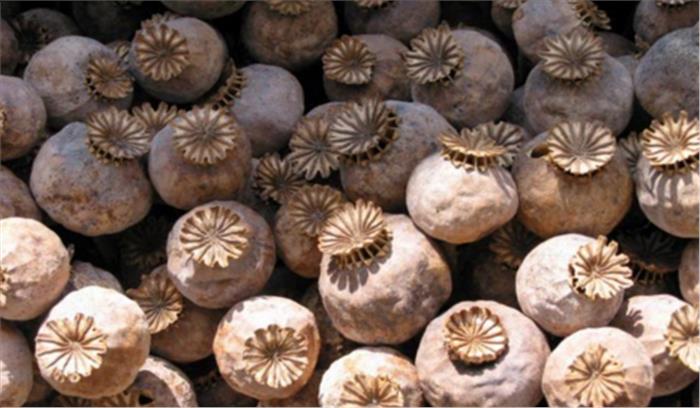 पंजाब: 60 किलोग्राम चूरा पोस्त के साथ तस्कर गिरफ्तार