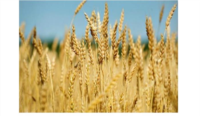 किसान ने गेहूं के समर्थन मूल्य को खारिज किया