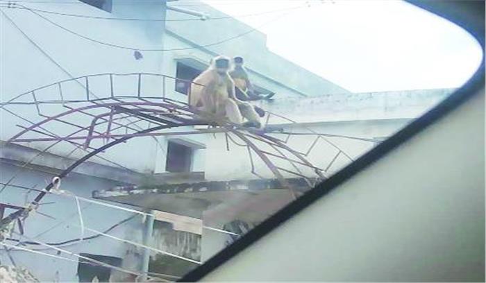 बंदरों का उत्पात रोकने आगरा से पहुंचे एक्सपर्ट