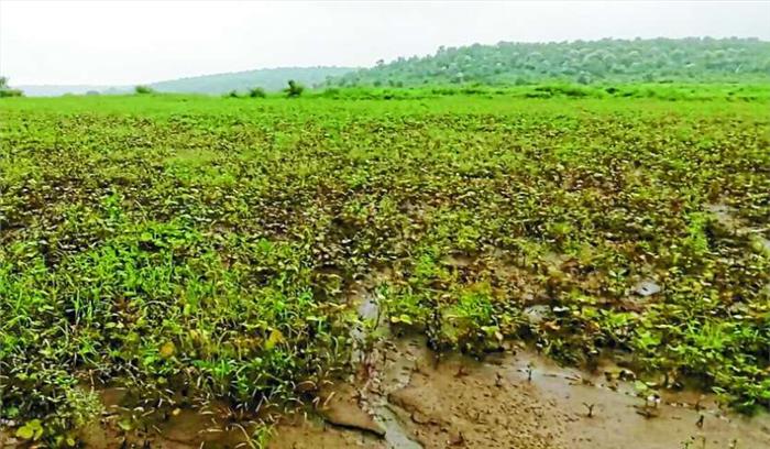 राजस्थान में किसानों का “मूंग मार्च” तीसरे दिन भी जारी