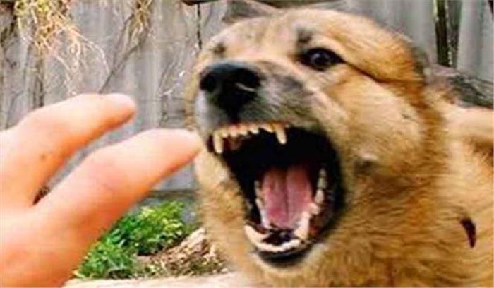 मध्यप्रदेश के मुरैना में कुत्ते के हमले में एक दर्जन लोग हुए घायल