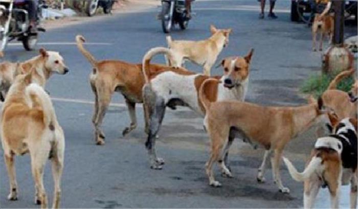 8 वर्षीय बच्चे की आवारा कुत्तों के काटने से मौत