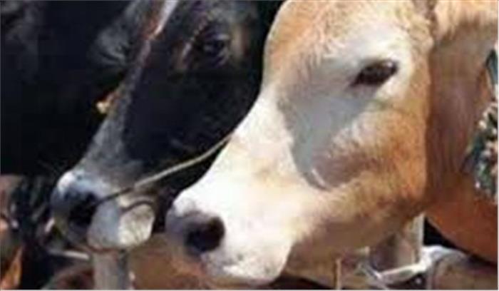 गौशाला से गाय चुराने वाले गिरफ्तार