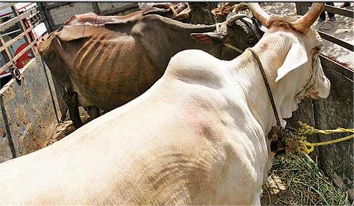 गौ हत्या के विरोध में सड़कों पर उतरा मुस्लिम समाज