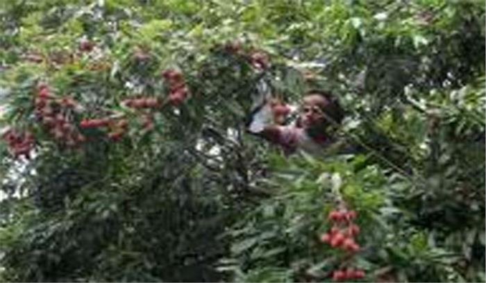 बिहार में एईएस के लिए बदनाम हुई लीची बिहार में एईएस के लिए बदनाम हुई लीची