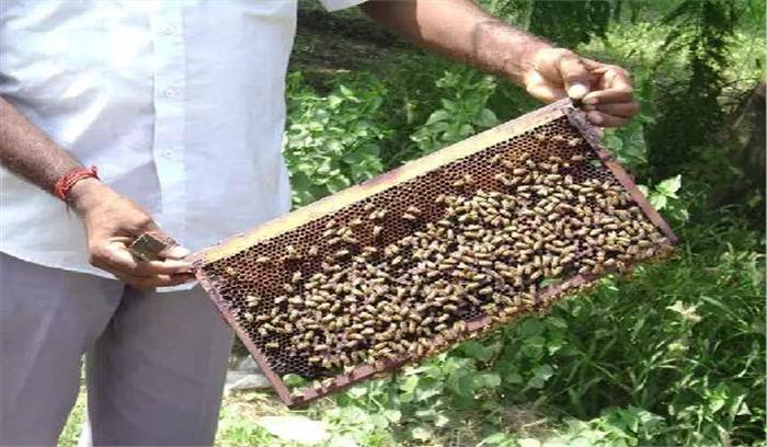 रंग-बिरंगे फूलों की गुणवत्ता बढ़ाएंगी एनडीएमसी की मधुमक्खियां 