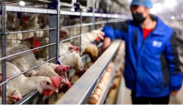 चीन में पक्षियों से होने वाले संक्रमण का केस आया सामने