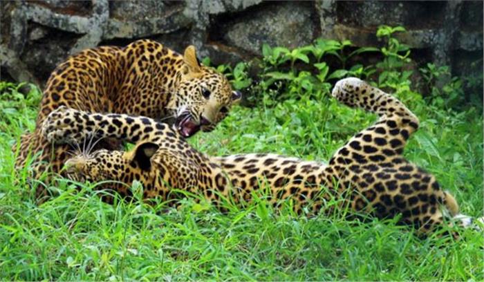 उत्तराखंड: रहस्यमय परिस्थिति में दो तेंदुए के शव मिले