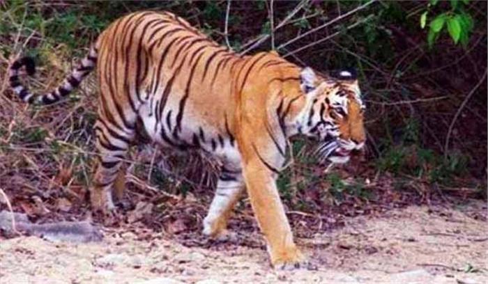 पीलीभीत में बाघ के हमलों को रोकने के लिए पीटीआर सीमा पर रोंपेगा सुगंधित पौधे