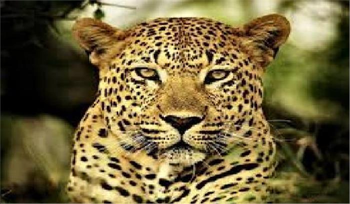 तेन्दुआ का शिकार करने वाले 4 शिकारी गिरफ्तार