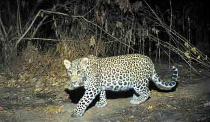 महाराष्ट्र में तेंदुए के हमले से 4 घायल