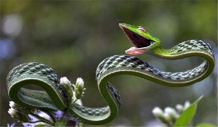दुर्लभ प्रजाति का कलर्ड वाईन स्नेक बस्तर में मिला