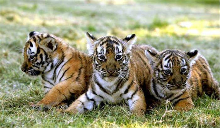 बाघों की 60 फीसदी मौत में शिकार कारण नहीं : एनटीसीए