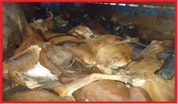   उत्तर प्रदेश :तस्करी कर नेपाल ले जाये रहे 17 गोवंश बरामद