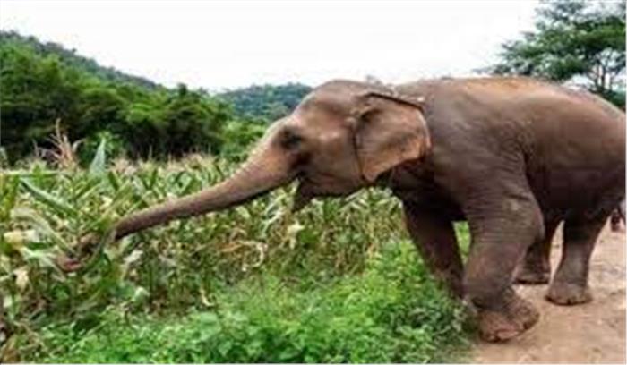 सुपौल-किशनगंज में नेपाली हाथियों का उत्पात जारी,5 लोगों की मौत