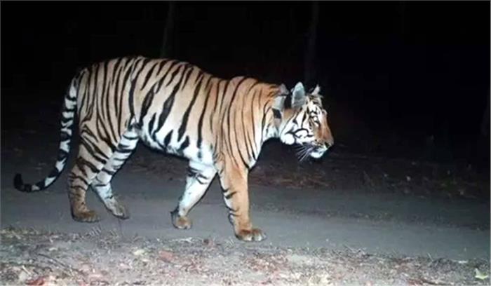 साथी से मिलने बाघ ने 2,000 किमी की दूरी तय की