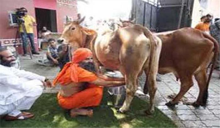 गाय से ढाई गुना अधिक दूध देने वाली बछड़ी पैदा कराने की तकनीक विकसित