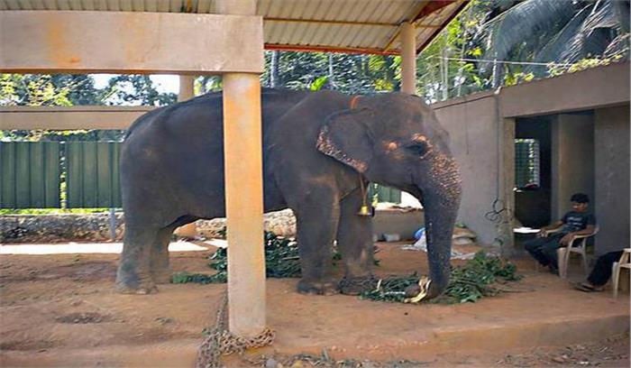 डीसीपी दफ्तर के पीछे से गायब हथिनी बरामद, ले जाने में वन-विभाग 