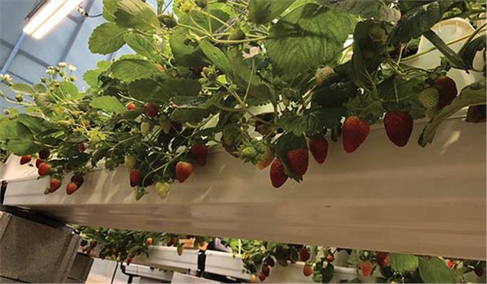 लखनऊ वासियों ने दिखाई छतों पर स्ट्रॉबेरी उत्पादन में रुचि