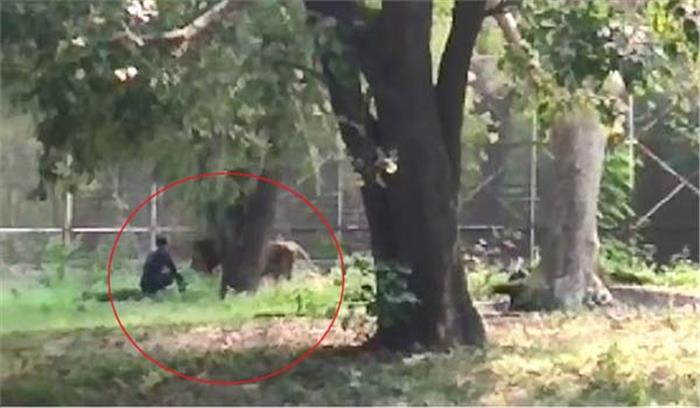 दिल्ली : फिर गिरा शेर के पिंजरे में युवक, उसके बाद क्या हुआ तमाशा?  