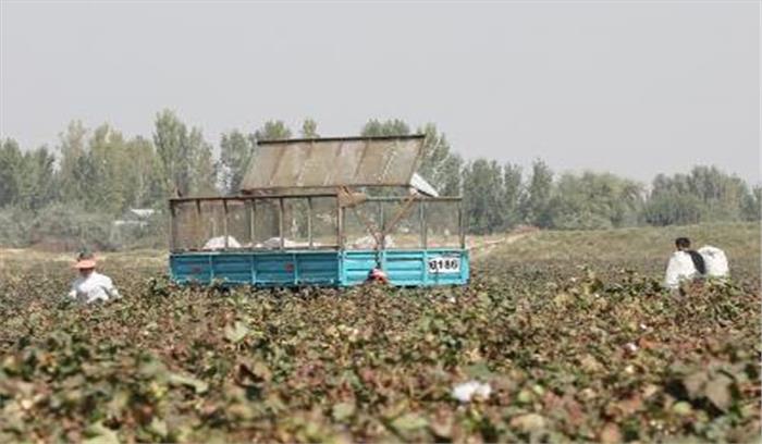 कपास किसानों को सरकारी खरीद का आसरा कपास किसानों को सरकारी खरीद का आसरा