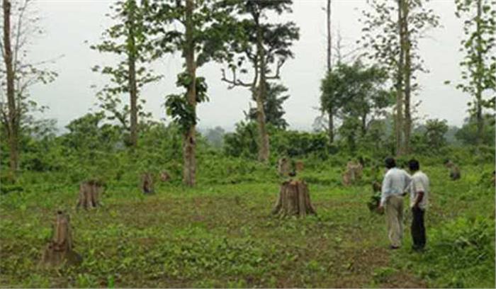 जलावन के लिए हर साल काट दिये जाते हैं साढ़े आठ करोड़ टन जंगल जलावन के लिए हर साल काट दिये जाते हैं साढ़े आठ करोड़ टन जंगल