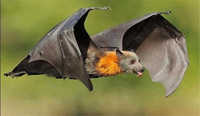 निपाह वायरस के लिए लोग चमगादड़ों को दोषी मान रहे, सरसई गांव में होती है पूजा