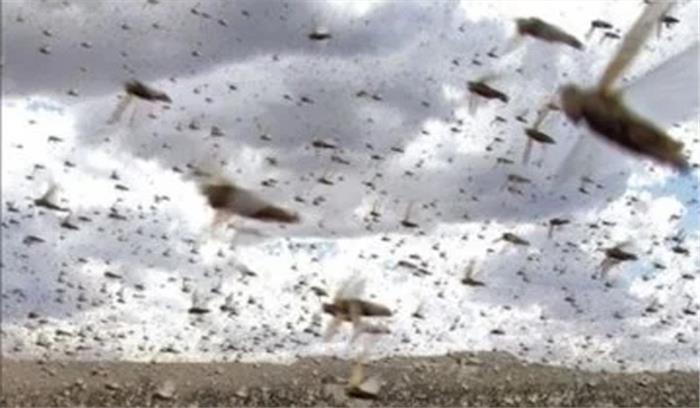 नोएडा में टिड्डी दल से बचाव के लिए बनी कमेटी, डीएम ने किसानों को दी सलाह नोएडा में टिड्डी दल से बचाव के लिए बनी कमेटी, डीएम ने किसानों को दी सलाह