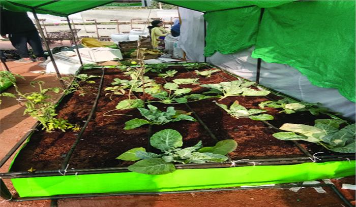 प्रदूषित सब्जियां छोड़ों, घर की छत पर उगाओं ऑगेनिक सब्जियां